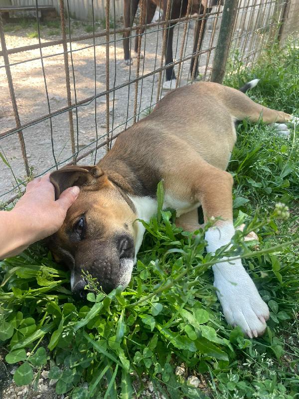 LO SPLENDIDO CHOCO ASPETTA TE Foto 4